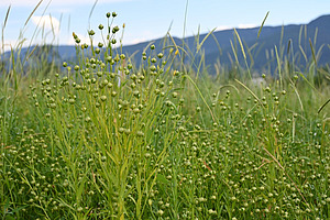Blick in ein Feld mit Lein, Linsen und Ackerfuchsschwanz.