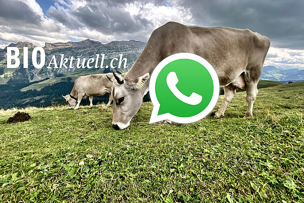 Zwei Braunviehkühe auf der Alp kombiniert mit Whatsapp-Logo und Bioaktuell-Schriftzug.