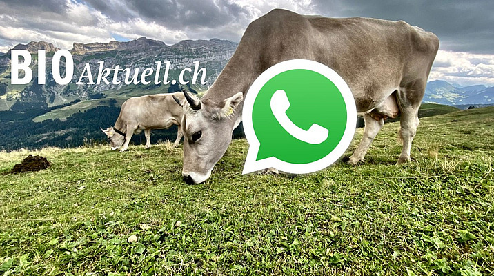 Zwei Braunviehkühe auf der Alp kombiniert mit Whatsapp-Logo und Bioaktuell-Schriftzug.