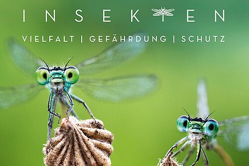 Zwei Libellen auf dem Titelbild des Buches