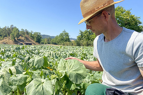 Ein Mann kniet in einem Feld mit grossen Blättern, die ein bisschen schlapp sind.