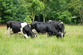 Drei schwarz-weisse Kühe stehen auf einer üppigen Wiese und grasen. 