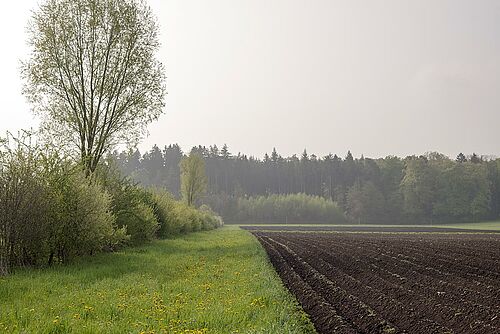 Hecke mit Krautsaum im Frühjahr, daneben ein Kartoffelfeld