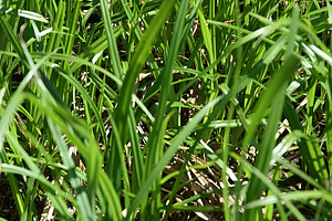 Nahaufnahme der grünen Halme des Erdmandelgrases.