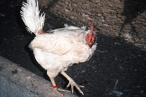 Weisse Henne, der am Hinterteil Federn fehlen.