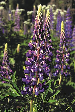 Vielblättrige Lupine