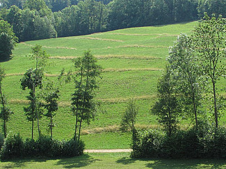 gemähte Wiese mit ungemähten Grasstreifen.