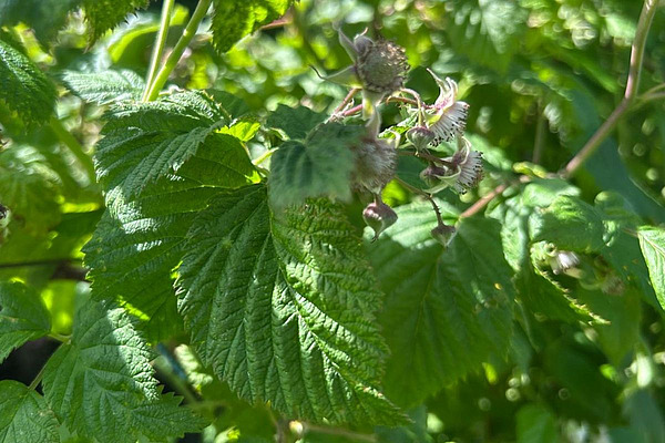 Himbeerblätter und -blüten.