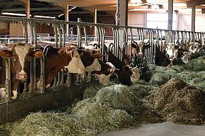 Kühe beim Fressen von Heu und Silage im Laufstall