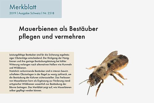 Titelseite des Merkblattes «Mauerbienen als Bestäuber pflegen und vermehren»