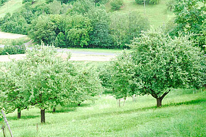 Hochstammobstbäume auf Wiese am Hang.