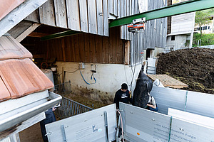 Totes Schwein hängt am Hinterbein an einer Führungsschiene und wir in den T-Trailer geladen.