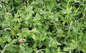 Wiesenpflanzen von Nahem. Gräser und Leguminosen. Rotklee in voller Blüte.