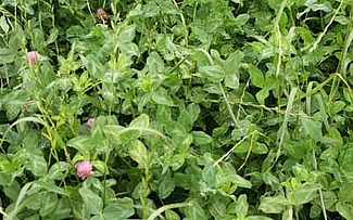 Wiesenpflanzen von Nahem. Gräser und Leguminosen. Rotklee in voller Blüte.
