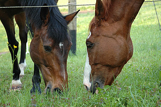 Auch bei Pferden wurde das Shamonda-Virus nachgewiesen. Betroffene Tiere können neurologische Störungen wie Gang- und Gleichgewichtsstörungen entwickeln, weshalb entsprechende Symptome tierärztlich abgeklärt werden sollten.