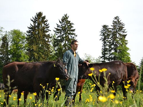 Landwirt bei seinen Mastrindern auf der Weide
6 Rinder stehen ruhig im Auslauf
Mann auf der Kanzel mit Gewehr im Anschlag
Betäubtes Rind am Arm des Hofladers
Betäubtes Tier am Ausblugen, aufgehängt am Arm des Hofladers
Hoflader setzt das tote Tier