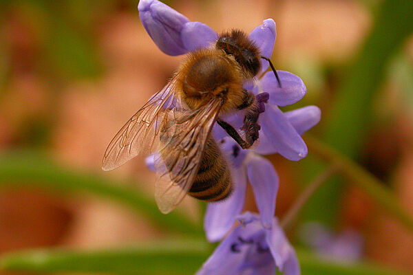 Honigbiene an blauer Blüte