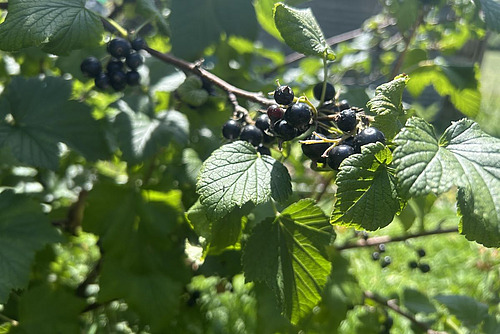 Dunkle Cassisbeeren am Strauch.
