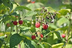 Rote Himbeeren am Strauch