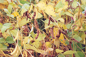 Reife Sojapflanzen: fast alle Blätter sind gelb.