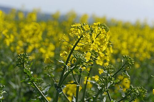 Bioraps, Stängelrüssler