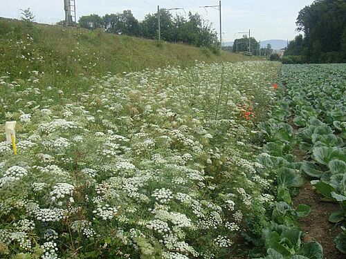 blühender Nützlingsstreifen neben Kabisfeld