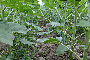 Sonnenblumen mit Unkraut in der Reihe.