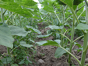 Sonnenblumen mit Unkraut in der Reihe.