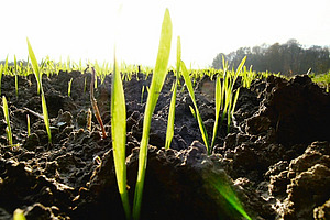 Weizenkeimlinge wachsen aus dem Boden.