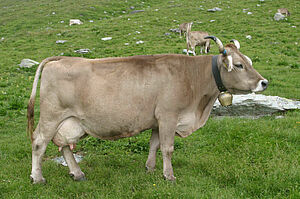 Braunviehkuh Heidi auf der Weide