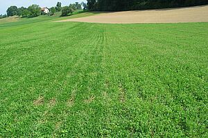 fast flächendeckend grünes Feld mit noch leicht sichtbaren Stoppelreihenaren 