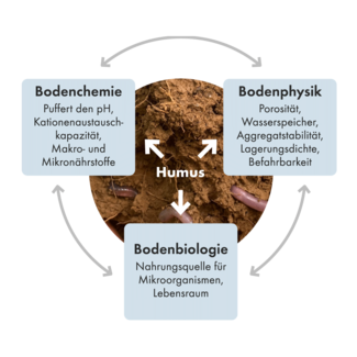 Grafik mit einem Bild von Erde mit Regenwürmern und dem Begriff Humus in der Mitte. Rundherum drei Kästchen mit folgendem Text: Bochenchemie - puffert den pH, Kationenaustauschkapazität, Makro- und Mikronährstoffe. Bodenphysik - Porosität, Wasserspeicher, Aggregatstabilität, Lagerungsdichte, Befahrbarkeit. Bodenbiologie - Nahrungsquelle für Mikroorganismen, Lebensraum.