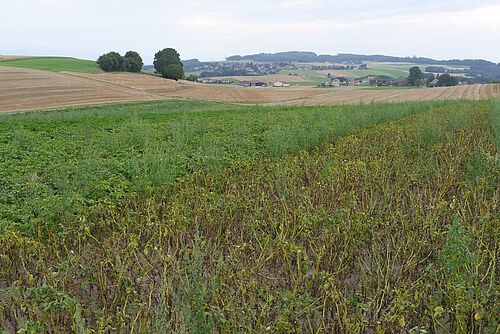 links grüne Kartoffelstauden, rehts braungrüne Stauden, Blätter teilweise abgestorben