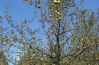 Zwei verschiedene Sorten mit unterschiedlicher Anfälligkeit auf die Marssonina-Blattfallkrankheit in der gleichen Anlage am selben Tag fotografiert. Ottawa, sehr anfällig. Foto: FiBL