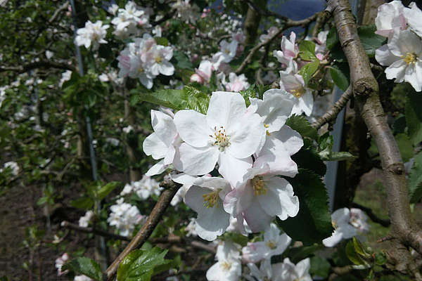 Apfelblüte.