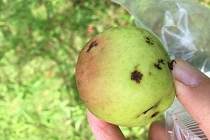 Marssonina-Symptome auf Früchten in Form von dunklen, leicht eingesunkenen Flecken, teils mit verästelten Rändern. Foto: FiBL