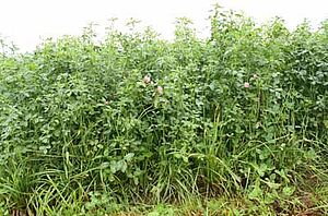 Wiesenbestand in vollem Wachstum. Er ist wüchsig, saftig-grün.