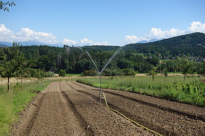 Auf einem Beet ist ein Sprinkler installiert; rechts und links sind Baumreihen zu sehen. Diese befinden sich außerhalb des bewässerten Bereichs.