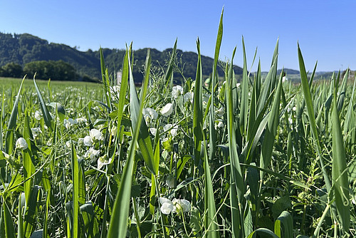 Weizen und Erbsen wachsen gemeinsam auf einem Feld als Mischkultur vor blauem Himmel. 