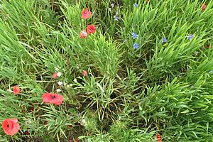 Ein Getreidefeld von Oben fotografiert mit Klatschmohn, Kornblume und anderem. 