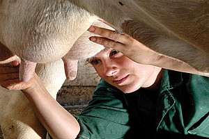 Tierärztin behandelt Euter.