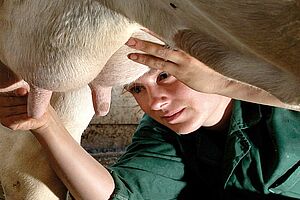 Tierärztin behandelt Euter