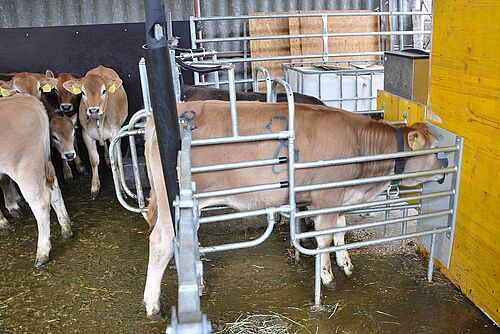 Kalb am Futterautomat.