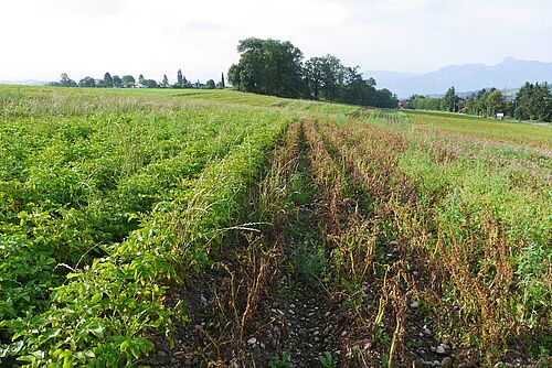 Kartoffelfeld mit teilweise abgestorbenen, braunen Stauden