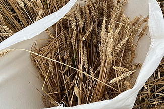 Ein Bündel Weizenähren steht in einem weissen Sack auf dem Feld. 
