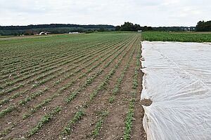 Buschbohnenfeld (zirka 10 cm hoch) daneben Maisfeld und mit Vlies bedecktes Feld