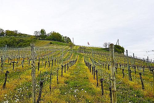 Rebberg im Frühling.