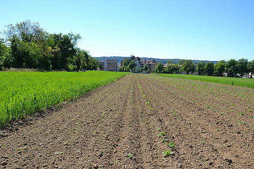 Ein Feld mit frisch aufgewachsenen Kartoffelpflanzen.