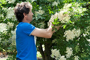 Mann bei der Ernte von Holunderblüten