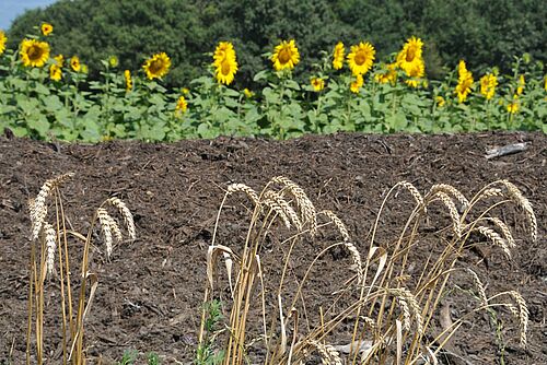 Kompostmiete, im Vordergrund Weizenhalme, im Hintergrund blühende Sonnenblumen